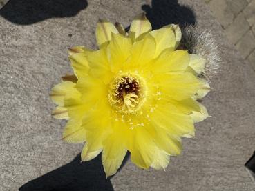 Lobivia leucomalla